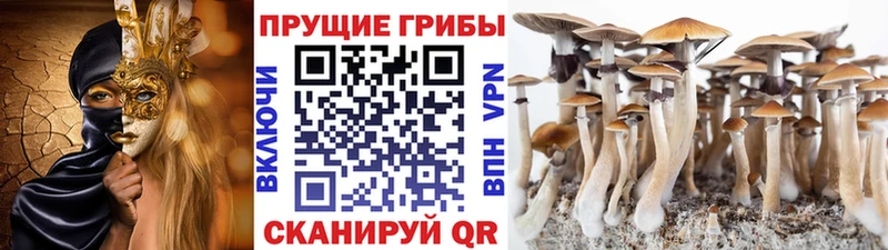 Псилоцибиновые грибы MAGIC MUSHROOMS  где продают   Комсомольск 